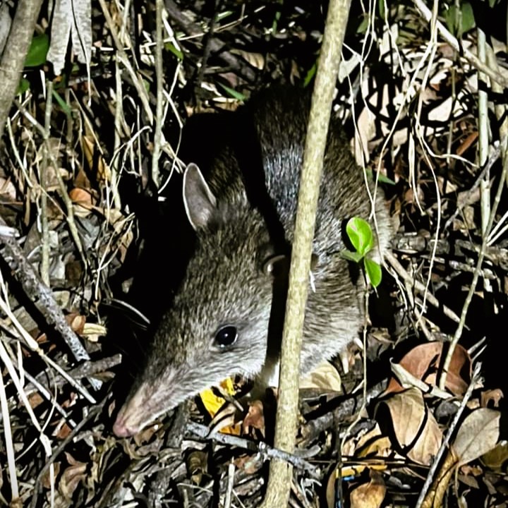 A long nosed bandicoot in the Blue Mountains
