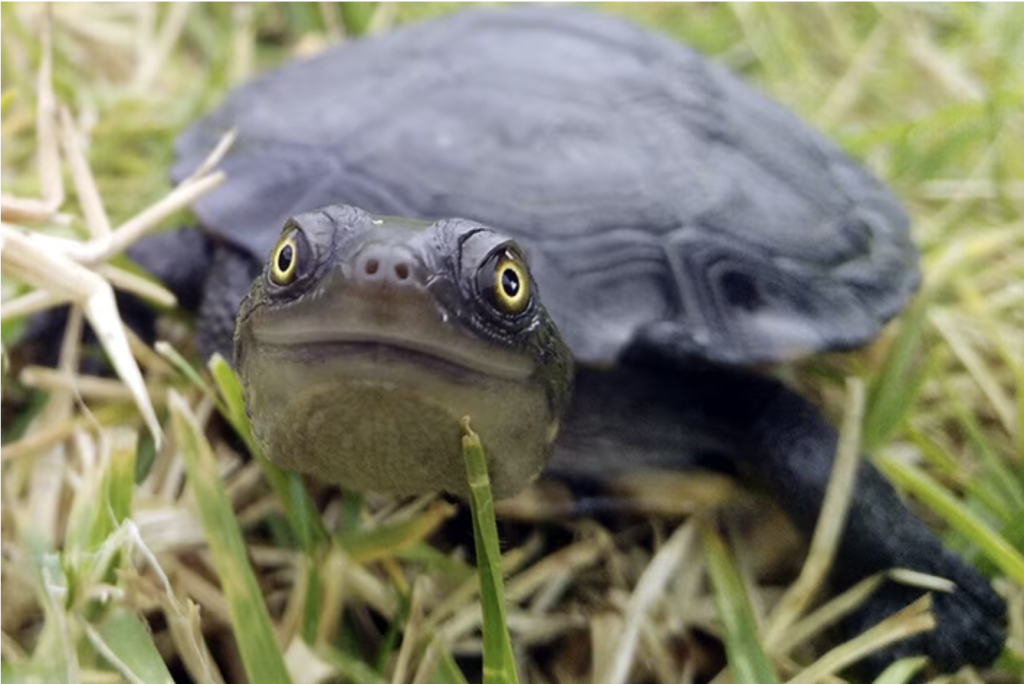 snake necked turtle in the blue mountains