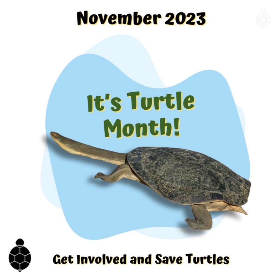 1 million turtles - turtle month 2023