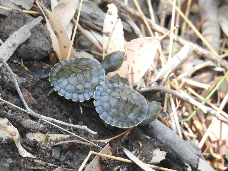 short neck turtle hatchlings