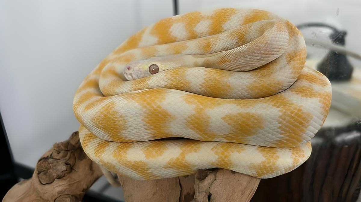 Pet Albino Python Shelly