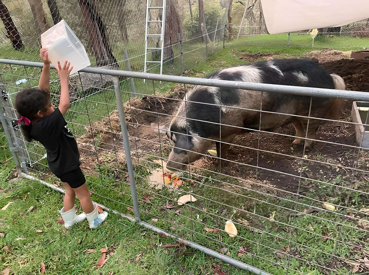 feeding a pig