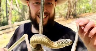 troy the reptile bloke with a snake