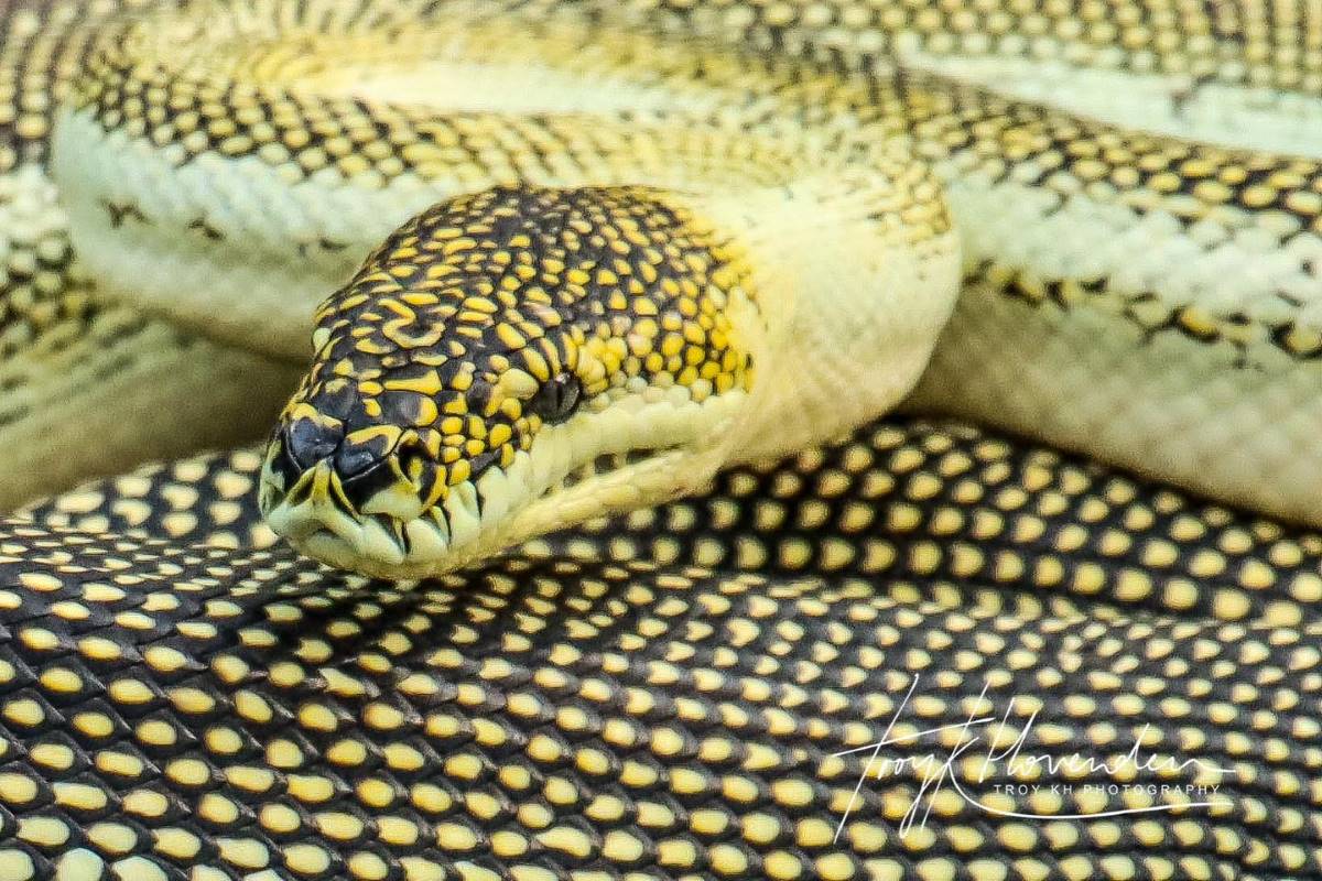 yellow diamond python