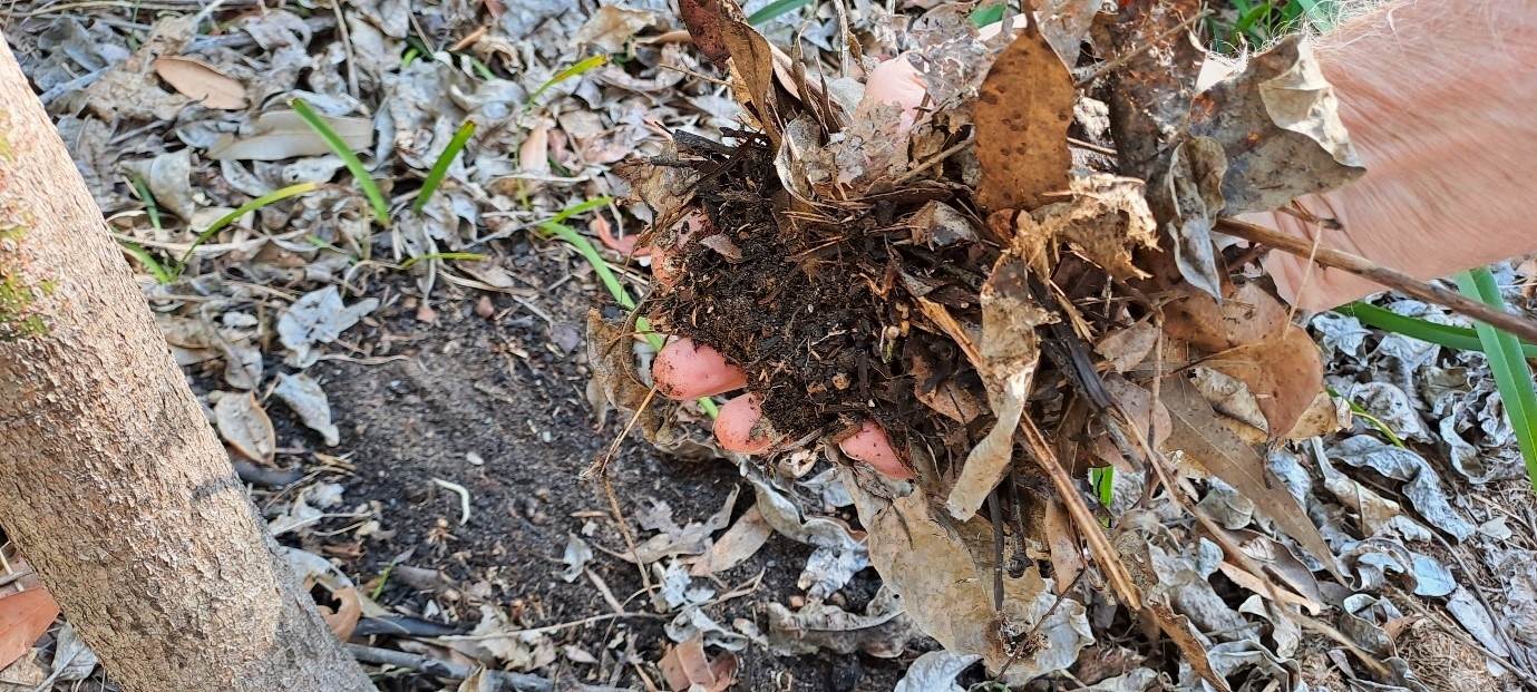 A combination of eucalypt, but predominantly rainforest leaf litter.