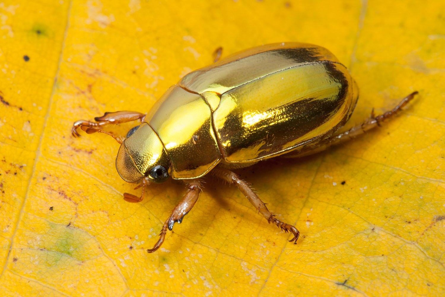 gold christmas beetle