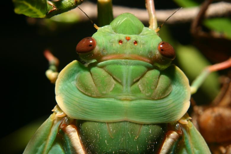 greengrocer cicada