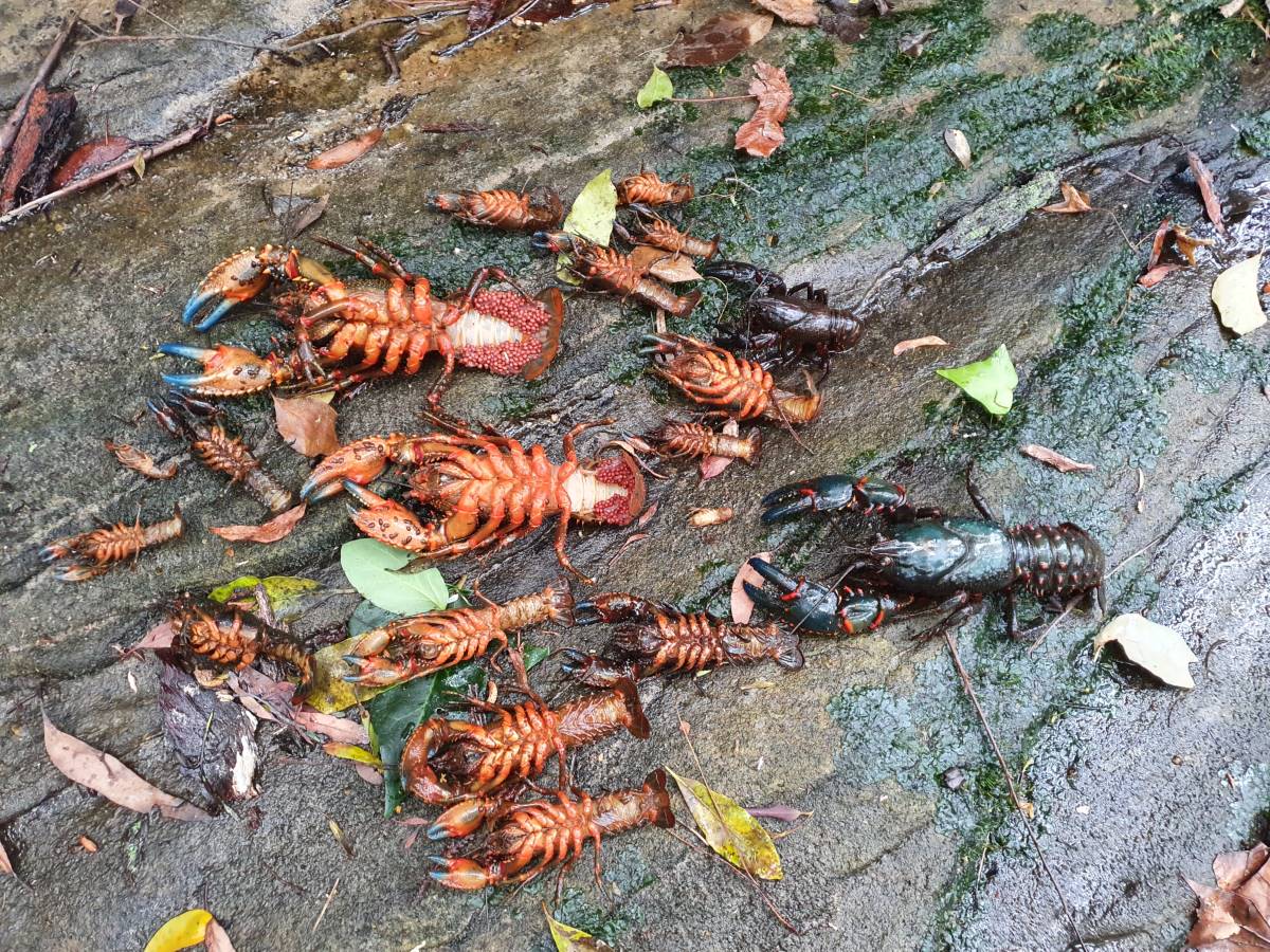 dead crayfish in hazelbrook