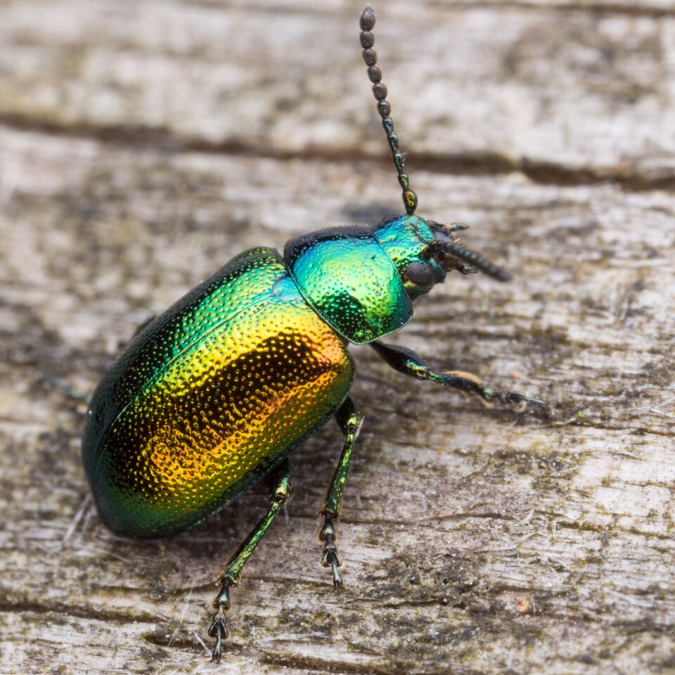 jewel beetle