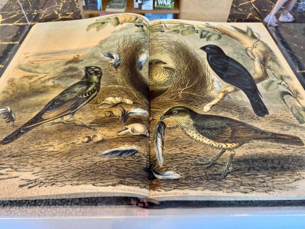 John and Elizabeth Gould’s Birds of Australia on display at the Springwood Library 