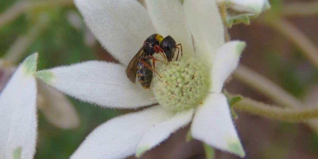 Sericogaster Fasciata native bee in the blue mountains