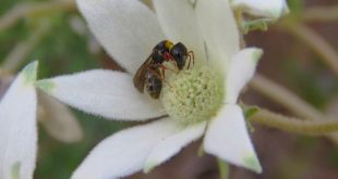 Sericogaster Fasciata native bee in the blue mountains