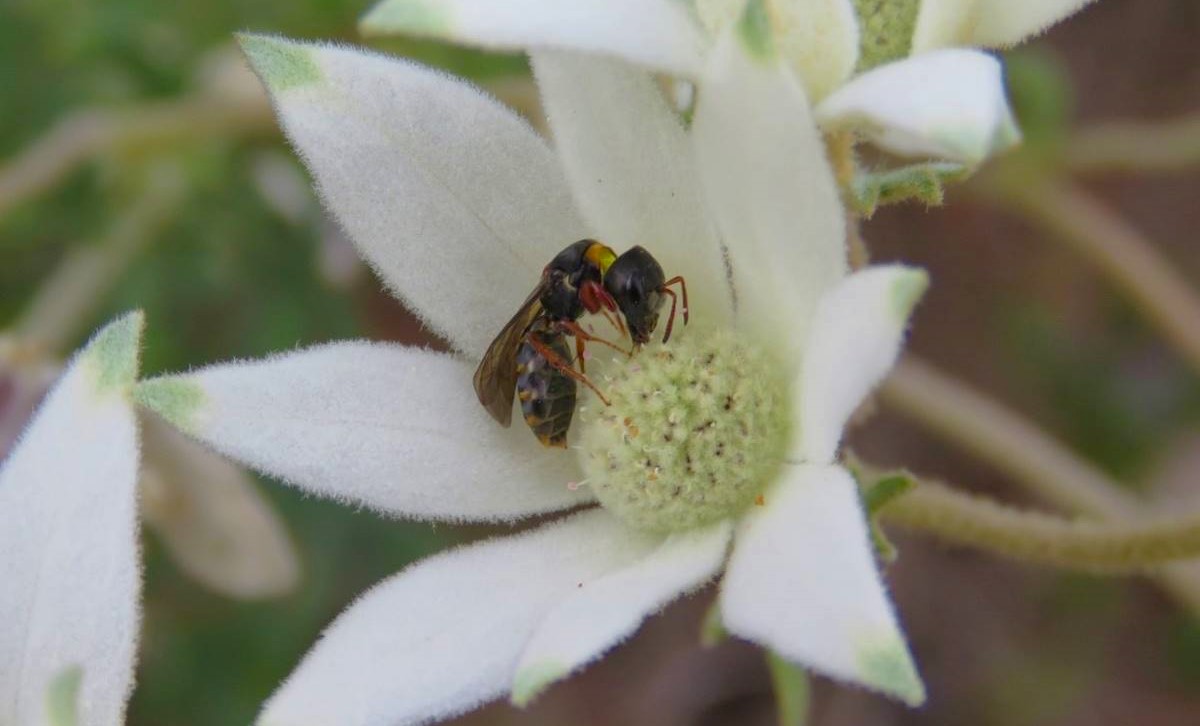 Sericogaster Fasciata native bee in the blue mountains