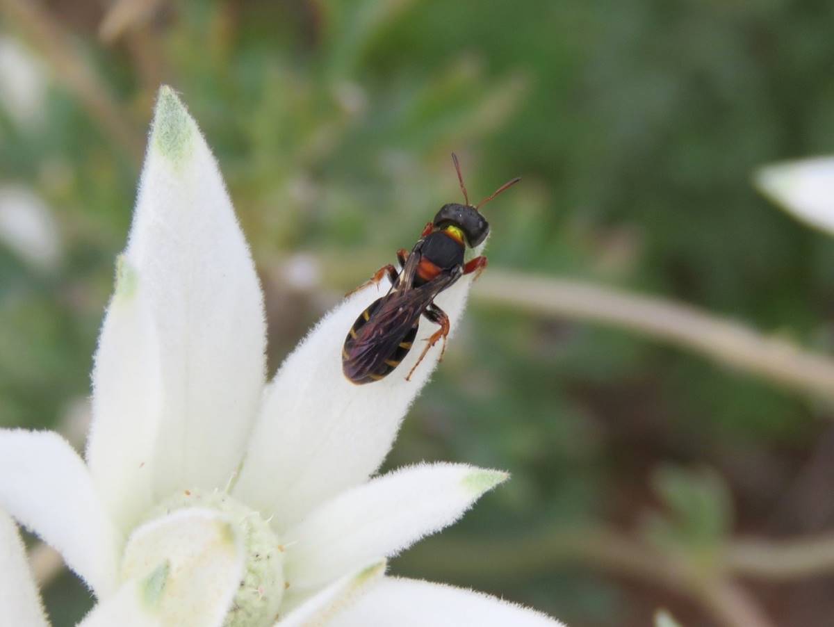 Sericogaster Fasciata native bee on flannel flower