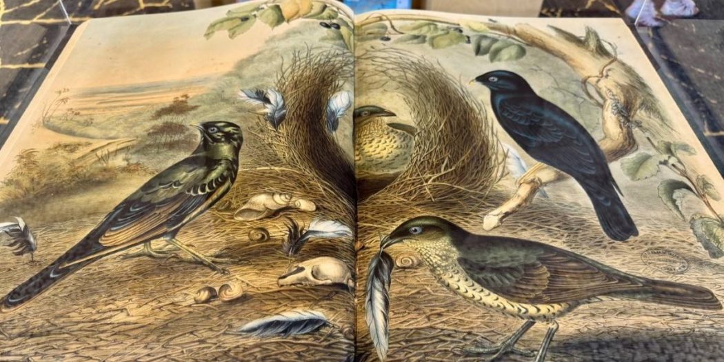 John and Elizabeth Gould’s Birds of Australia on display at the Springwood Library