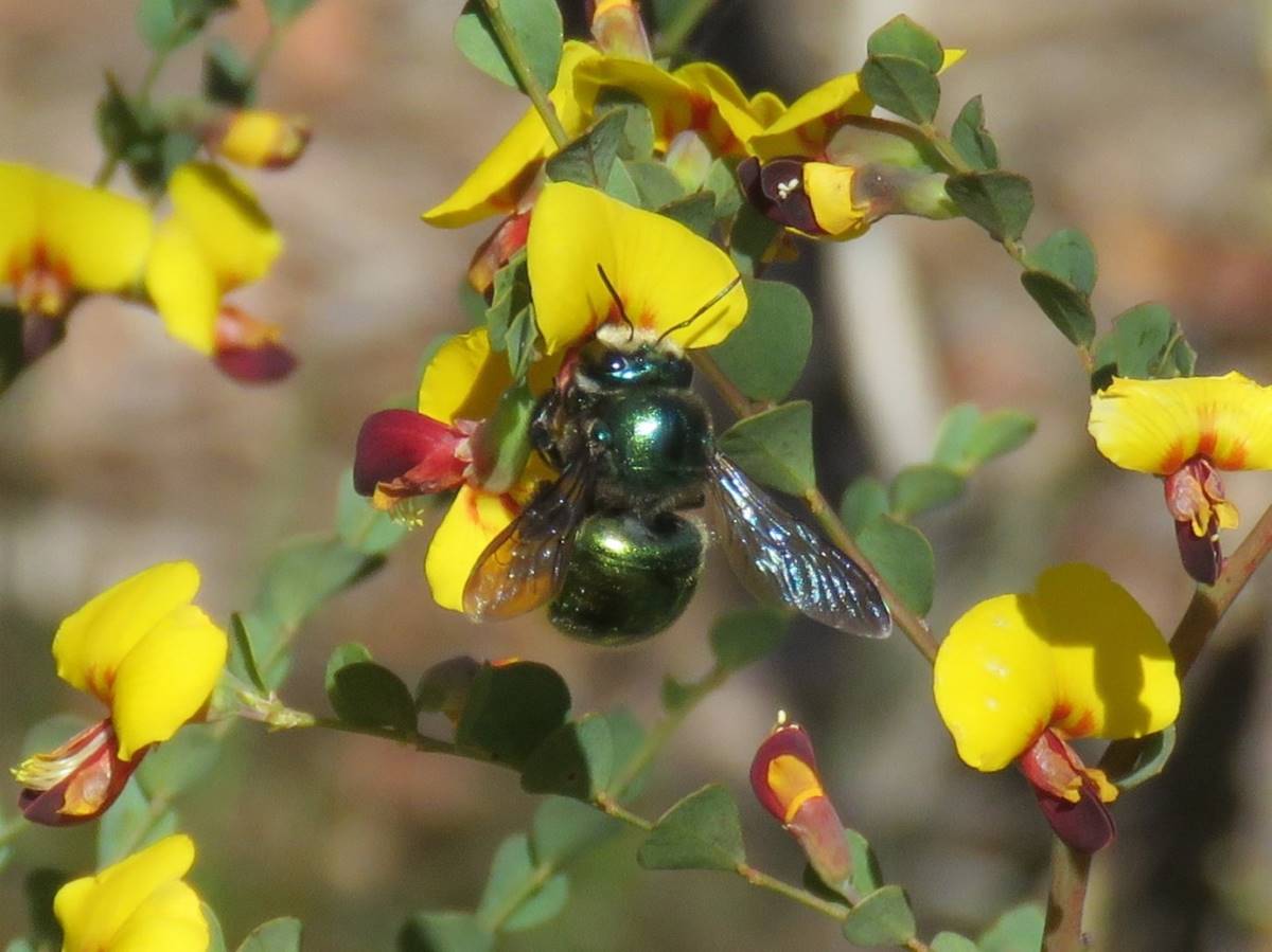 green gold carpenter bee