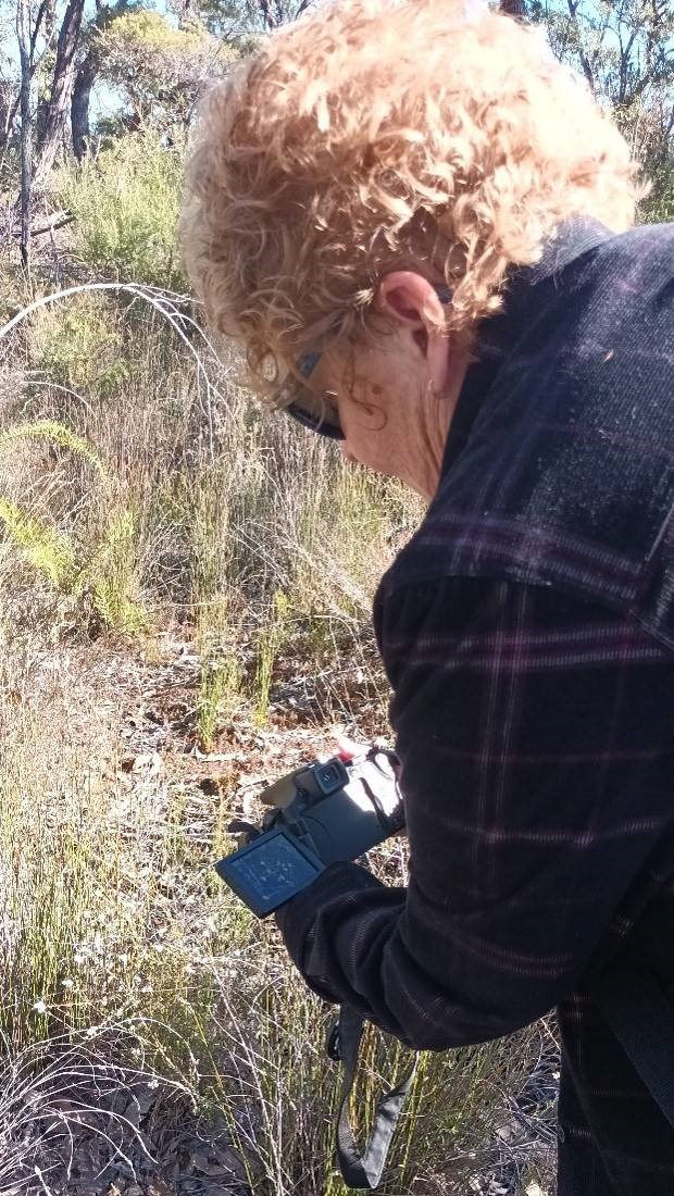 dr virginia shepherd photographing native bees