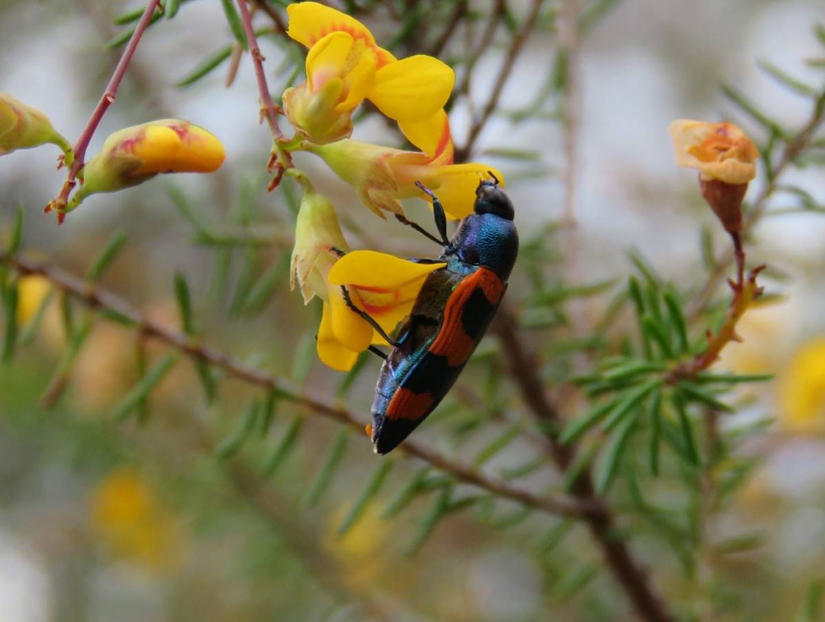 jewel beetle