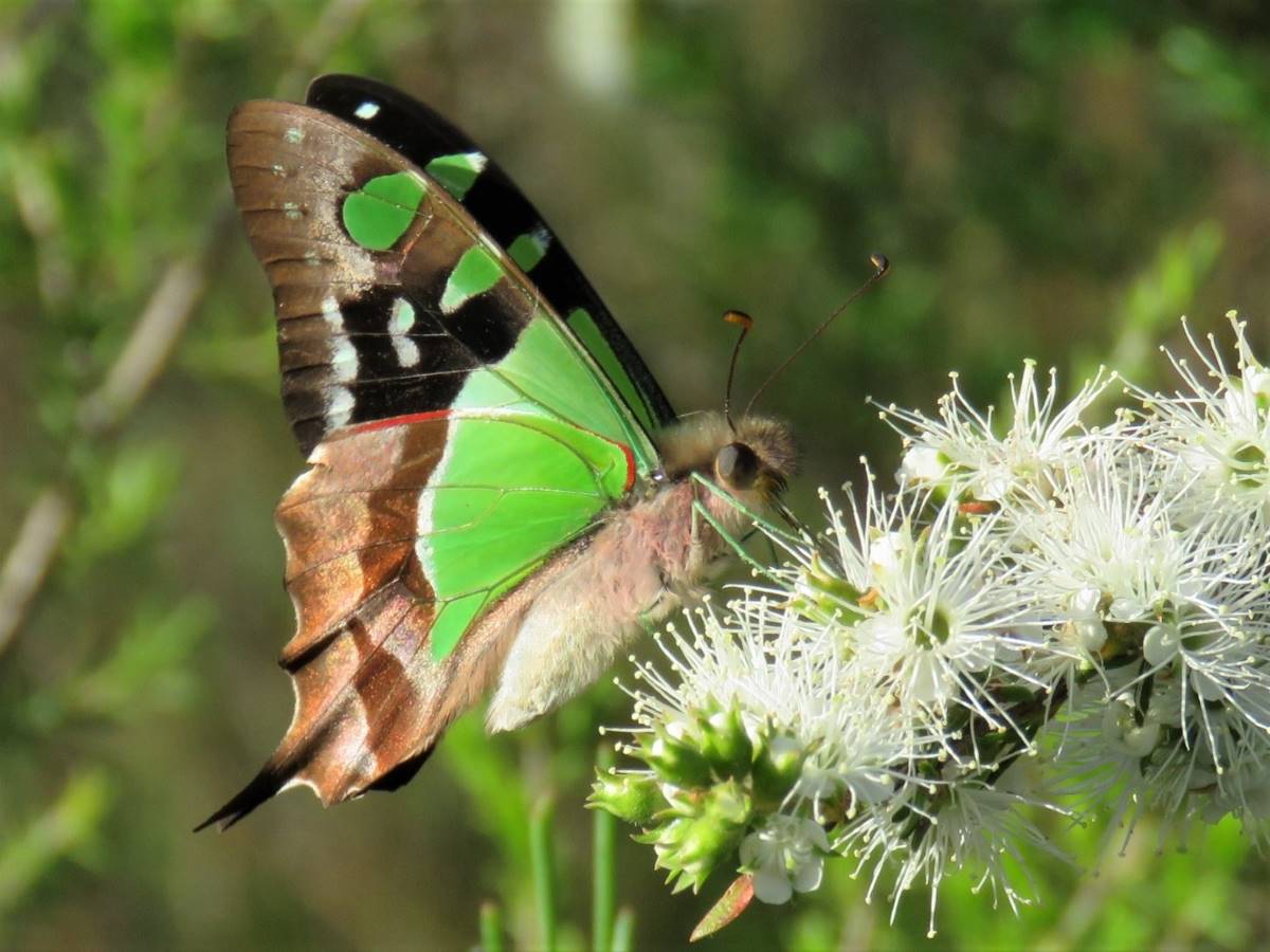 macleay's swallowtail butterfly